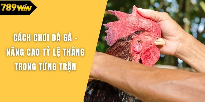 Cách chơi đá gà